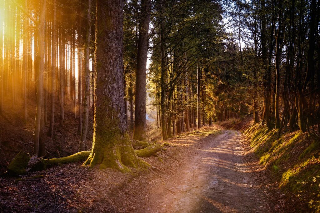 forest, sun, warm, nature, light, trees, landscape, forest path, hike, backlighting, the shade, quiet, idyll, forest, forest, forest, forest, sun, warm, warm, warm, warm, warm, nature, hike, hike, quiet